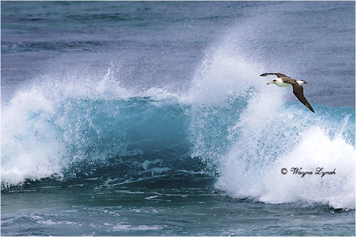 Laysan Albatross 120 by Dr. Wayne Lynch &copy;