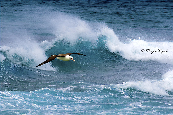 Laysan Albatross 121 by Dr. Wayne Lynch &copy;