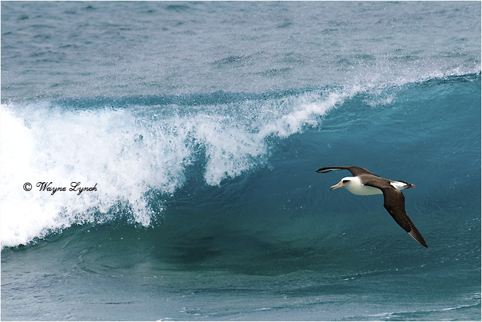 Laysan Albatross 122 by Dr. Wayne Lynch &copy;
