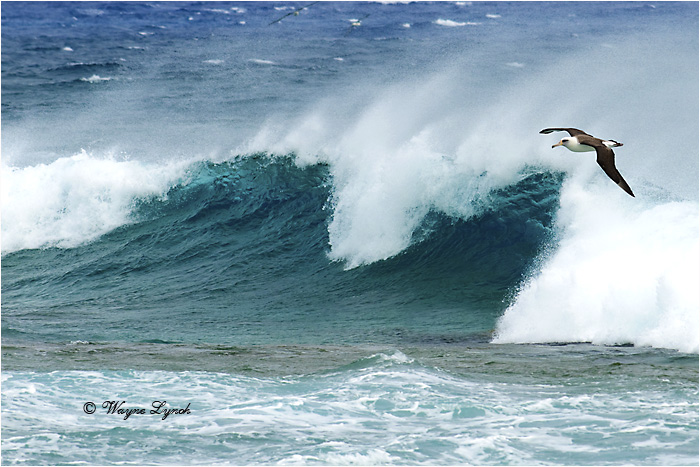 Laysan Albatross 124 by Dr. Wayne Lynch &copy;