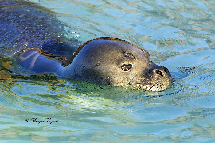 Hawaiian Monk Seal 101 by Dr. Wayne Lynch © 