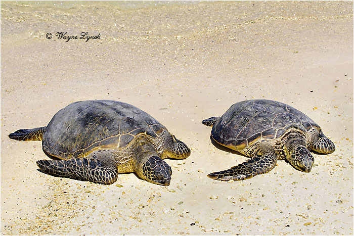 Green Sea Turtle 104 by Dr. Wayne Lynch ©