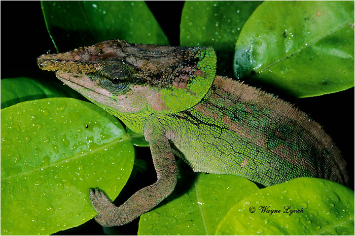 Malthe Chameleon 101 by Dr. Wayne Lynch &copy;