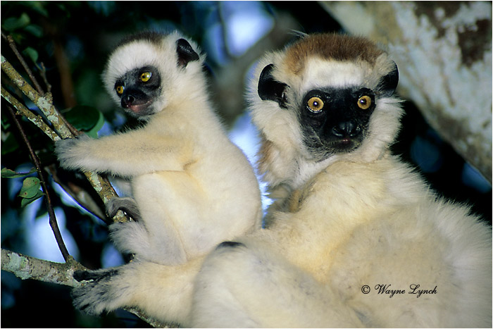 Verreaux's Sifaka 105 by Dr. Wayne Lynch &copy;
