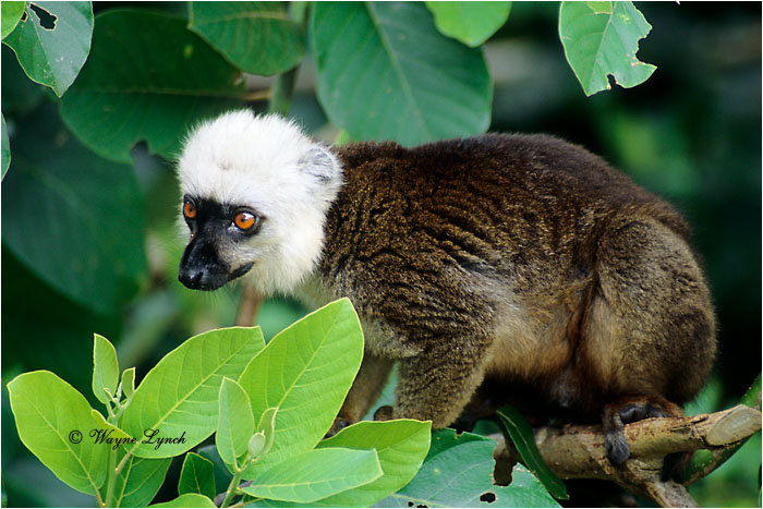 White-fronted Brown Lemur 101 by Dr. Wayne Lynch &copy;