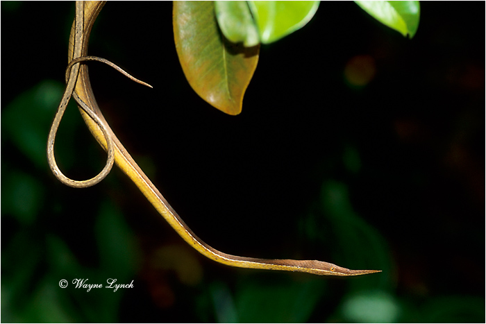 Spear-nosed Snake 101 by Dr. Wayne Lynch &copy;