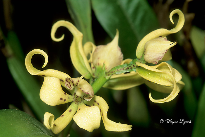 Orchid 101 by Dr. Wayne Lynch &copy;
