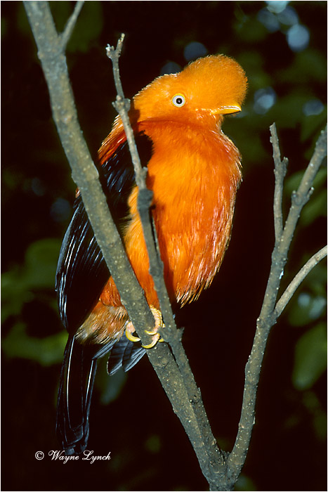 Cock of the Rock Brazil 101 by Dr. Wayne Lynch &copy;