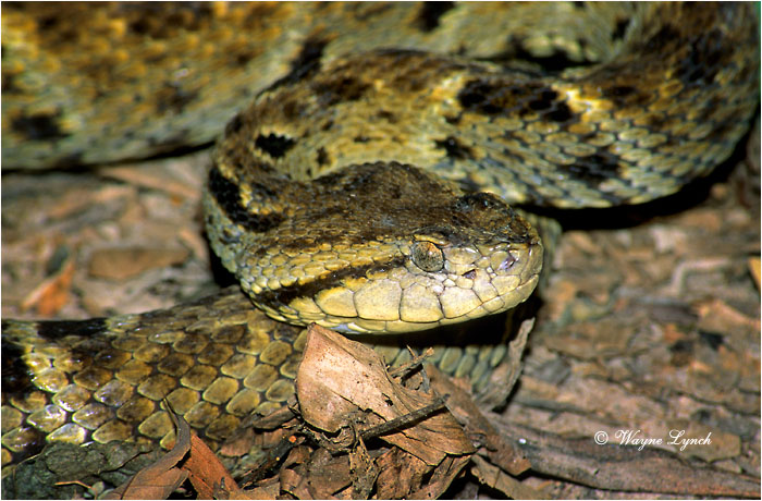 Fer-de-lance Venezuela 101 by Dr. Waync Lynch &copy;