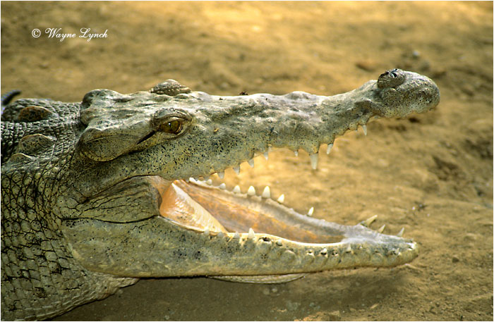 American Crocodile 101 by Dr. Wayne Lynch ©