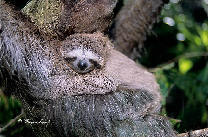 Three-toed Sloth Panama 108 by Dr. Wayne Lynch ©