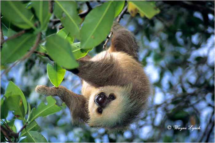 Two-toed Sloth Panama 101 by Dr. Wayne Lynch ©
