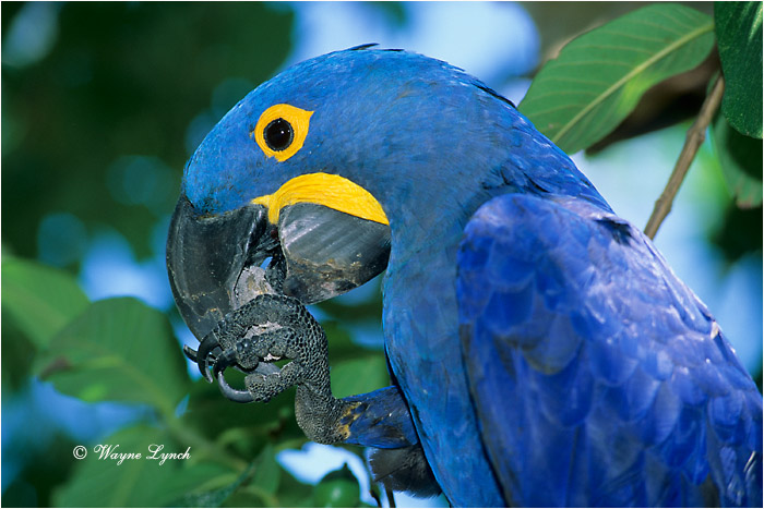 Hyacinth Macaw Brazil 101 by Dr. Wayne Lynch ©