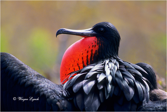 Magnificent Frigatebird 102 by Dr. Wayne Lynch &copy;