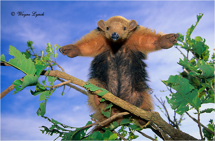 Collared Anteater 102 by Dr. Wayne Lynch &copy;