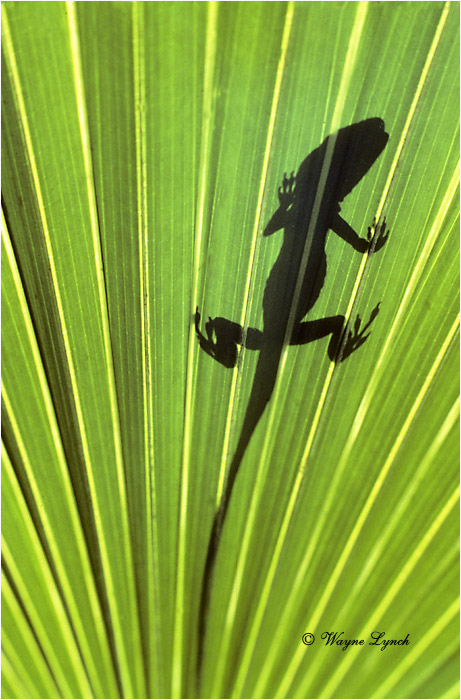 Green Anole 101 by Dr. Wayne Lynch &copy;