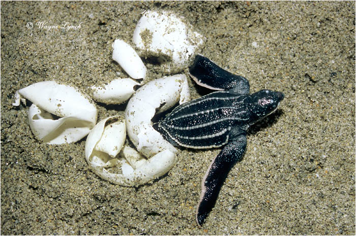 Leatherback Sea Turtle 122 by Dr. Wayne Lynch &copy;