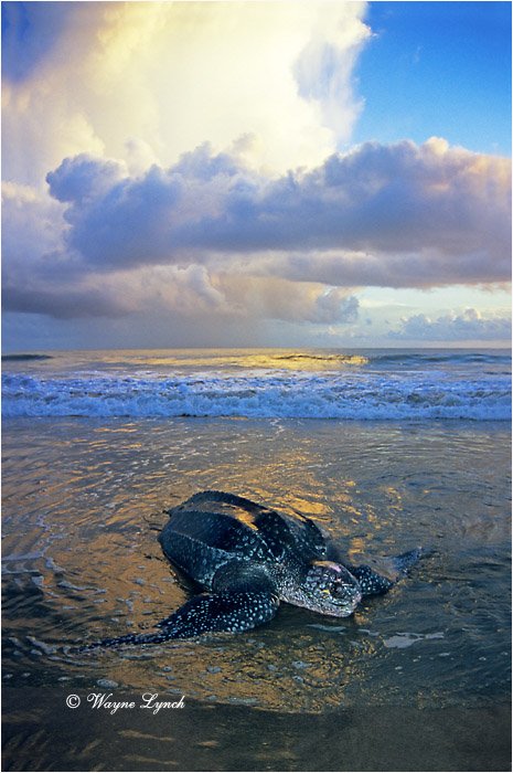 Leatherback Sea Turtle 106 by Dr. Wayne Lynch ©