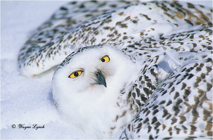 Snowy Owl 115 by Wayne Lynch &copy;