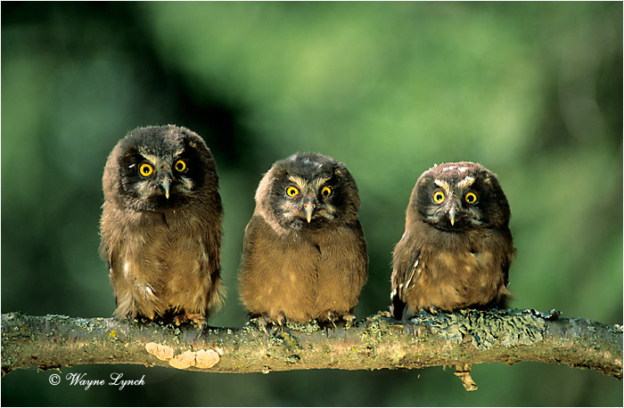 Boreal Owl 104 by Wayne Lynch &copy;