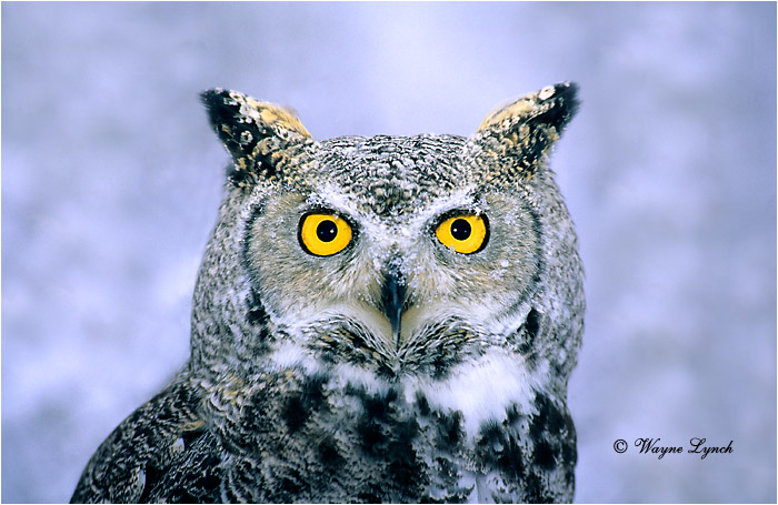 Great Horned Owl 106 by Wayne Lynch &copy;