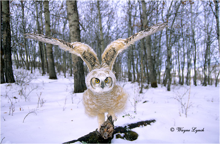 Great Horned Owl 146 by Wayne Lynch &copy;