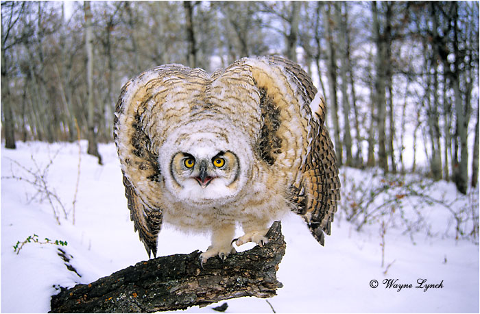 Great Horned Owl 144 by Wayne Lynch � 