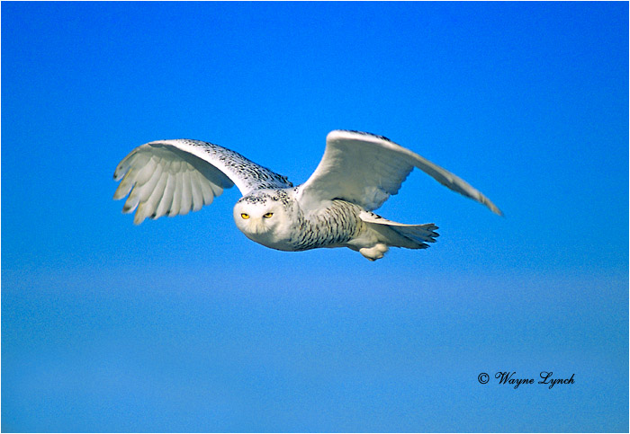 Snowy Owl 103 by Wayne Lynch &copy;