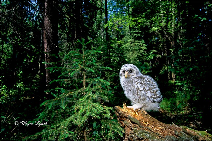 Barred Owl 102 by Wayne Lynch &copy;