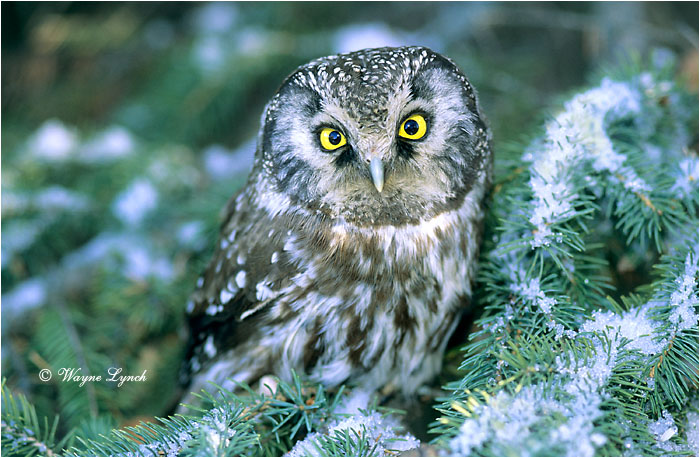 Boreal Owl 113 by Wayne Lynch &copy;