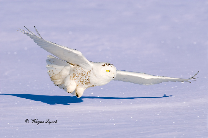 Snowy Owl 131 by Dr. Wayne Lynch &copy;