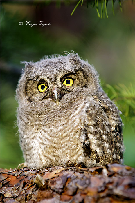 Western Screech-owl Chick 107 by Dr. Wayne Lynch &copy;