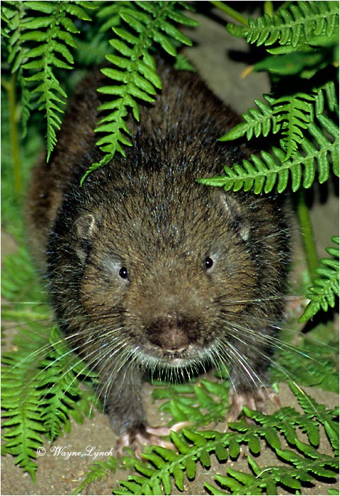 Mountain Beaver  by Dr. Wayne Lynch &copy;