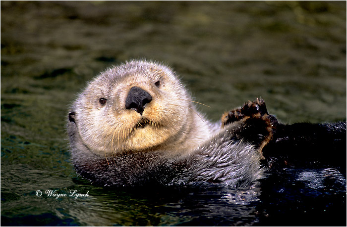 Sea Otter  by Dr. Wayne Lynch &copy;