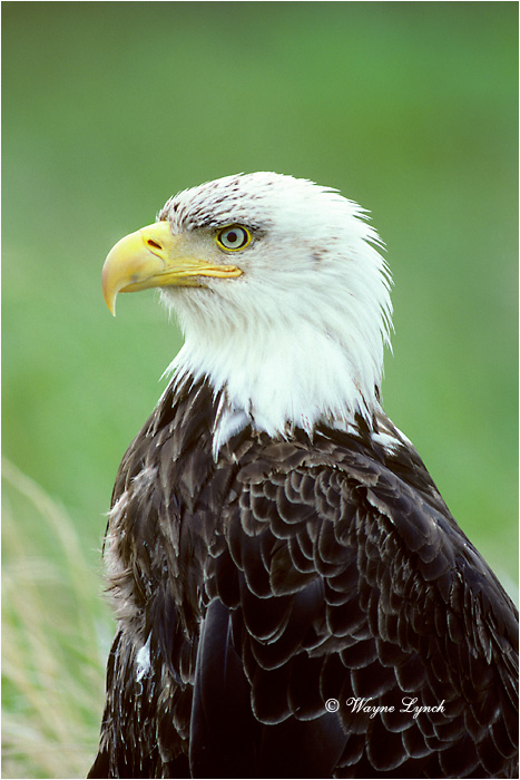 Bald Eagle  by Dr. Wayne Lynch &copy;
