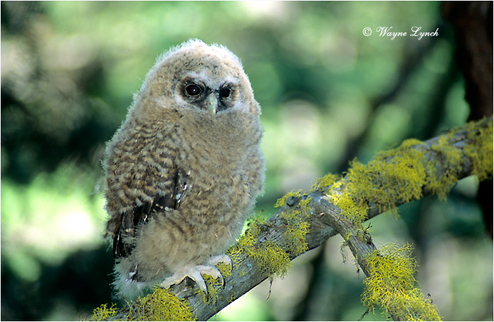 Northern Spotted Owl by Dr. Wayne Lynch &copy;