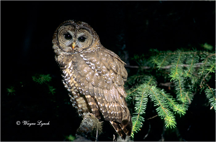 Northern Spotted Owl by Dr. Wayne Lynch &copy;