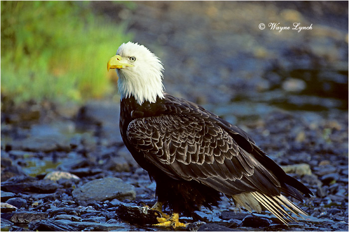 Bald Eagle  by Dr. Wayne Lynch ©