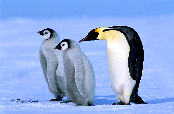 Emperor Penguin 112 by Dr. Wayne Lynch ©