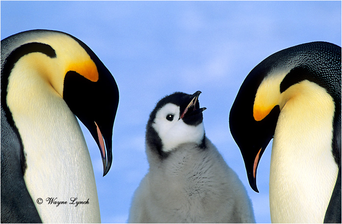 Emperor Penguin 113 by Dr. Wayne Lynch &copy;
