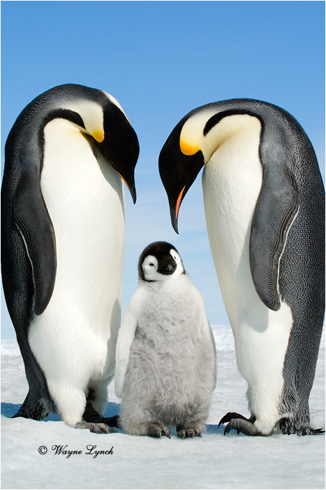 Emperor Penguin 122 by Dr. Wayne Lynch &copy;