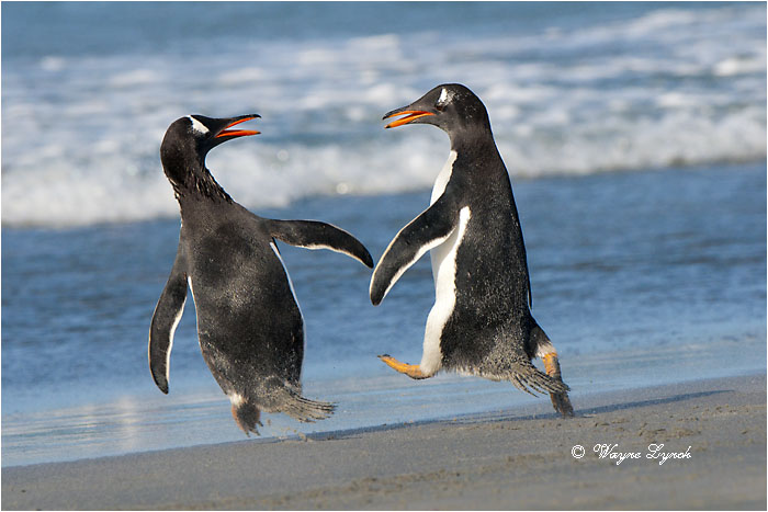 Gentoo Penguins Squabbling 130 by Dr. Wayne Lynch ©