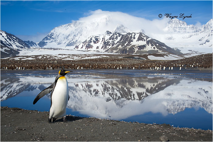 King Penguin 134 by Dr. Wayne Lynch &copy;