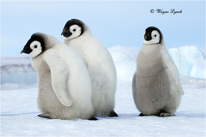 Emperor Penguin Chicks 128 by Dr. Wayne Lynch &copy;