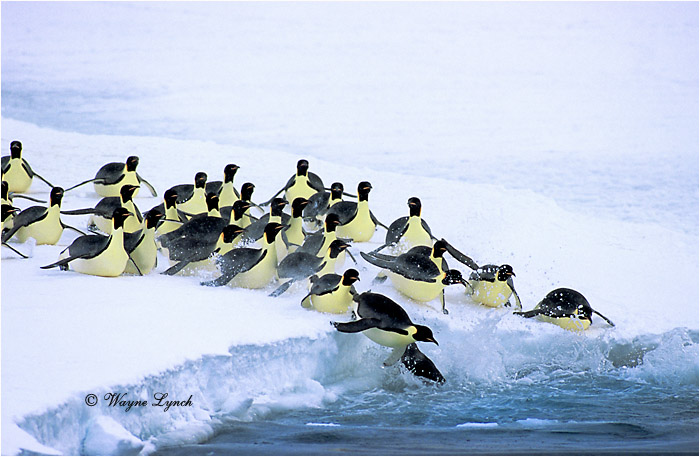 Emperor Penguin 103 by Dr. Wayne  Lynch ©