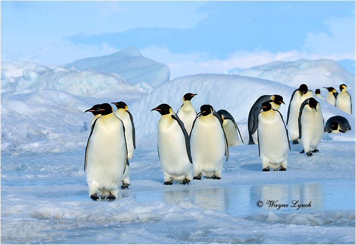 Emperor Penguin 132 by Dr. Wayne Lynch &copy;