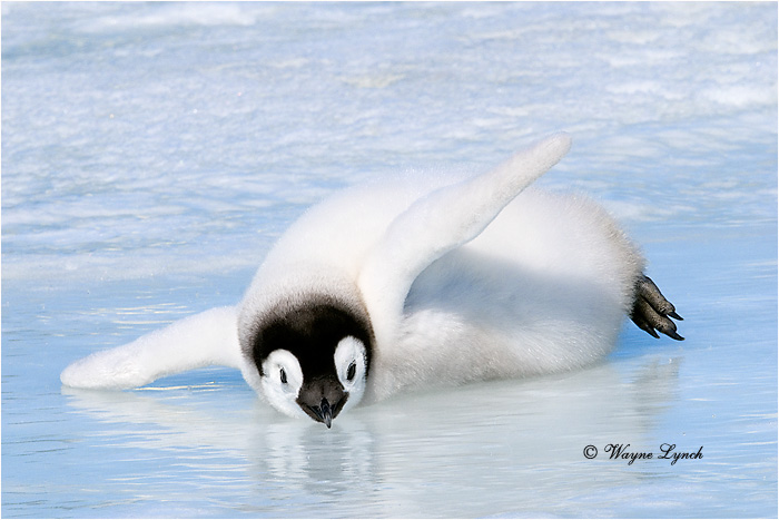 Emperor Penguin Chick 136 by Dr. Wayne Lynch &copy;
