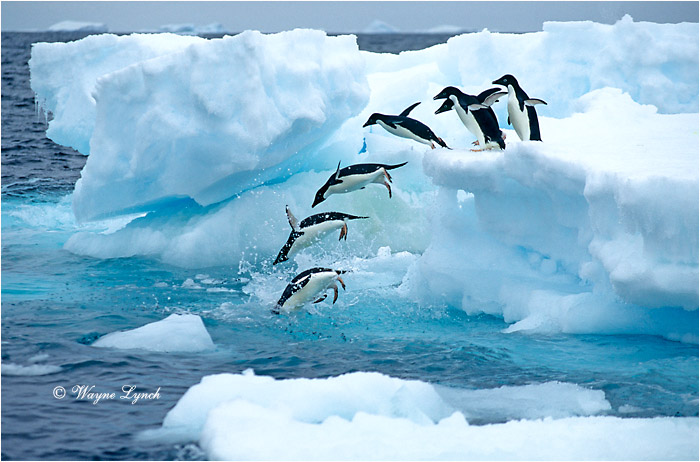 Adelie Penguin 101 by Dr. Wayne Lynch &copy;