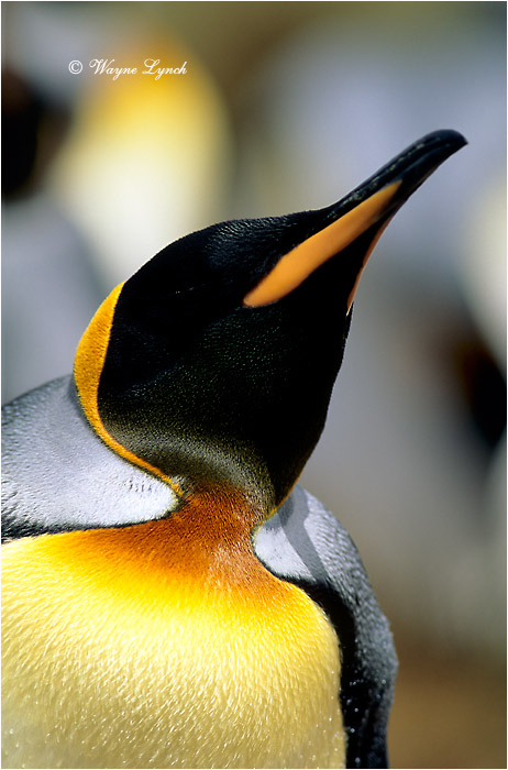 King Penguin 102 by Dr. Wayne Lynch ©