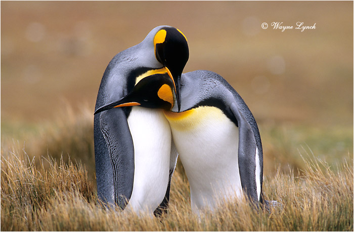 King Penguin 110 by Dr. Wayne Lynch &copy;
